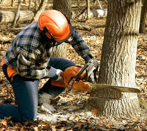 Tree Removal in Midlothian, MD